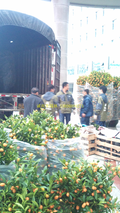 從年宵花綠植銷(xiāo)售到園林綠化施工 黃埔區(qū)政府服務(wù)升級(jí)與城市生態(tài)建設(shè)實(shí)踐