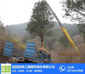 白皮松 優(yōu)質(zhì)苗木的選擇、推薦與綠化養(yǎng)護(hù)全攻略