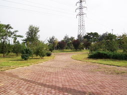 方源園林花木 匠心鑄就綠色邯鄲，專(zhuān)業(yè)服務(wù)城市綠化