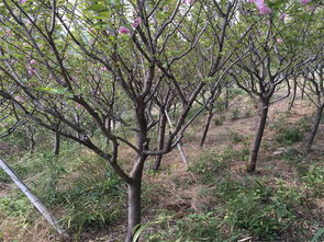 優(yōu)質(zhì)園林綠化工程，花都城園藝是您的理想之選