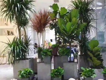 東莞城區(qū)專業(yè)別墅庭院花園設(shè)計施工與綠化養(yǎng)護全攻略