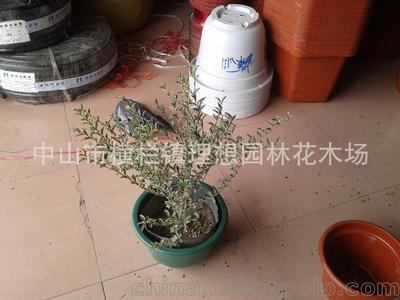 理想園林 小蚌蘭綠化工程設(shè)計(jì)施工與養(yǎng)護(hù)全解析